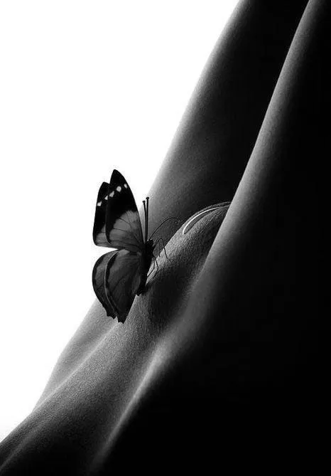 Butterfly Honeysuckle